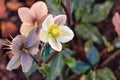 Cluster of pale pink hellebores in bloom