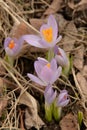 Cluster of pale purple crocus buds and blooms