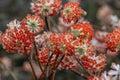 Edgeworthia chrysantha Red Dragon Royalty Free Stock Photo