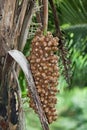 Cluster of Palm Nuts Royalty Free Stock Photo