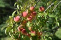 Cluster peaches ripening on the tree