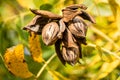 Pecan nut cluster before harvesting with autumn leaves Royalty Free Stock Photo