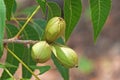 CLUSTER OF PECAN NUTS ON A PECAN NUT TREE Royalty Free Stock Photo