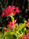 Cluster of Pentas Blooming Starry Flowers