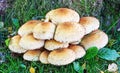 A Cluster of Pholiota squarrosa Royalty Free Stock Photo