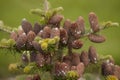 Cluster of Pine Cones Royalty Free Stock Photo