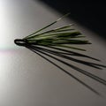 A cluster of pine needles (Pinus) Royalty Free Stock Photo