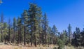 Cluster of Pine Trees in the Los Padres National Forest Royalty Free Stock Photo