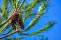 Cluster of Pinecones in Evergreen Tree