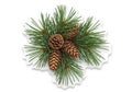 A cluster of pinecones and pine needles is arranged in a circular Royalty Free Stock Photo
