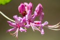 Cluster of Pink Azalea Flowers Royalty Free Stock Photo