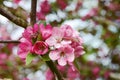 Cluster of pink blossom on a crab apple tree