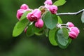 Cluster of pink crabapple flowers