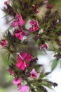 dianthus barbatus 6338