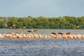 Cluster of pink flamingos in Rio Lagartos with more birds landing in the water to join them