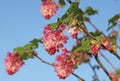 Cluster of pink flowers of Ribes sanguineum