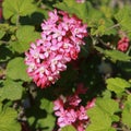 Cluster of pink flowers of Ribes sanguineum