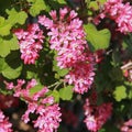 Cluster of pink flowers of Ribes sanguineum
