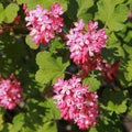 Cluster of pink flowers of Ribes sanguineum