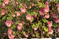 Cluster of pink flowers of Ribes sanguineum