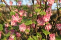 Cluster of pink flowers of Ribes sanguineum