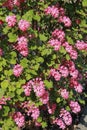 Cluster of pink flowers of Ribes sanguineum