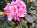 Rhododendron 'Scintillation' Royalty Free Stock Photo