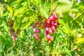 Cluster of pink grape on vine Royalty Free Stock Photo