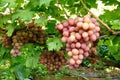 Cluster of pink grape on vine Royalty Free Stock Photo