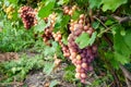 cluster of pink grape on the vine Royalty Free Stock Photo