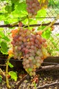 cluster of pink grape on the vine Royalty Free Stock Photo