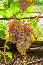 cluster of pink grape on the vine Royalty Free Stock Photo