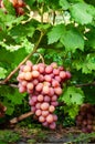 cluster of pink grape on the vine Royalty Free Stock Photo