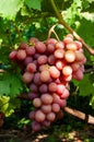 cluster of pink grape on the vine Royalty Free Stock Photo