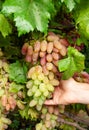 cluster of pink grape on the vine Royalty Free Stock Photo