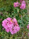 A cluster of pink Mirto crespo - Lagerstroemia indica L flowers