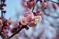 A cluster of pink plum flowers blossoms Royalty Free Stock Photo