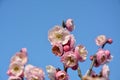 a cluster of pink plum flowers blossoms Royalty Free Stock Photo