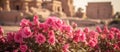 A cluster of pink roses blooming in front of a building Royalty Free Stock Photo