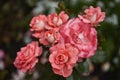 Cluster of pink roses in full bloom with delicate petals Royalty Free Stock Photo