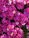 Cluster of pink small flowers Background