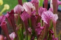 Pink Trumpet Pitcher Plants Clustered Together. Royalty Free Stock Photo