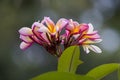 Pink and Yellow Plumerias, Frangipanis