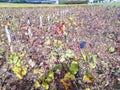 Cluster of Pinot Noir grapes in Burgundy France Royalty Free Stock Photo