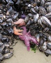 Cluster of Pisaster ochraceus, known as the purple sea star or ochre starfish and mussels on Haystack Rock in the Pacific Ocean