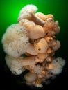 Plumose Anemones have overgrown the wreck of SS Breda, underwater in Scotland. Royalty Free Stock Photo