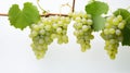 A cluster of plump grapes on the vine, ready to be harvested. isolated against a white backdrop Royalty Free Stock Photo