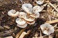 Looking Down At Cluster Of Mushrooms