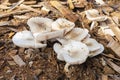 Pluteus Petasatus Mushrooms