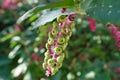 A cluster of Pokeweed berries Phytolacca americana